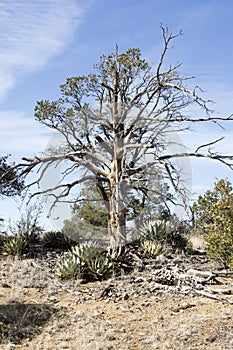 Dead Tree and Agave