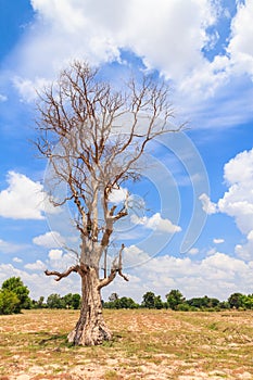 Dead tree alone in the field with blue sky