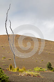 Devastation Trail