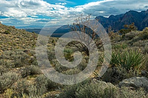 Dead Tree along a trail in Red Rock Canyon National Conservation Area, Nevada, USA