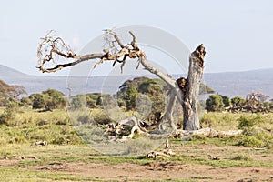 Dead Tree In Amboseli, Kenya