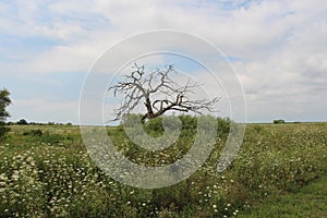 A dead tree amidst a prairie filled with wildflowers, grasses and shrubs in Antioch, Illinois