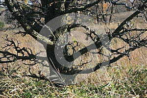 Dead Tree Amidst Prairie Grass