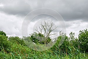 Dead tree amongst living