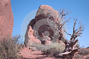 Dead Tree at Archen Ntnl Park