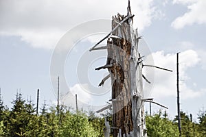 Dead tree as symbol for environment protection
