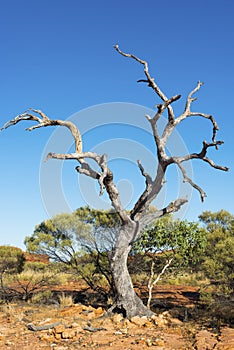 Dead tree in Australian Outback