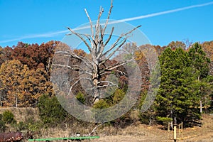 A dead tree in autumn.