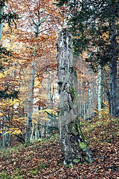 Dead tree in the autumn deciduous forest, colorful seasonal natural scenery