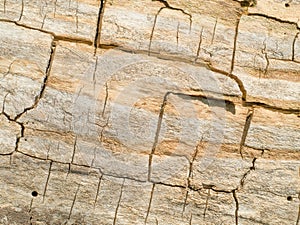 Dead Tree Background Texture
