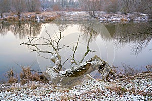 Dead tree on the bank of the river Alte Elbe near Magdeburg photo