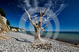 dead tree on the banks of the chalk cliffs of RÃ¼gen