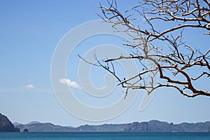 Dead tree with bare branches against scenic seascape. Tropical landscape in autumn. Dead tree on blue sky background.