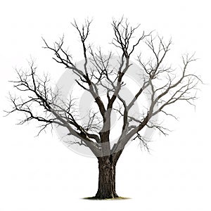 Dead tree with bare branches isolated on a white