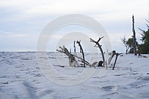 Dead Tree On Beach