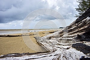 Dead tree on a beach