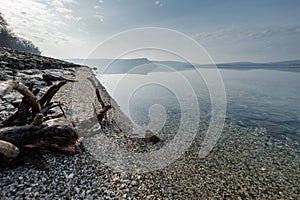 Dead tree on the beach