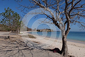 Dead Tree on the beach with clifftops and trees in Indonesia