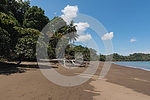 A dead tree on the beach of Drake Bay, Costa Rica