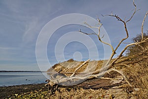 Dead tree on the beach with steep cliff in the distance