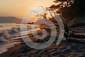 a dead tree on the beach at sunset