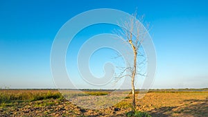 Dead tree with beautiful sky background