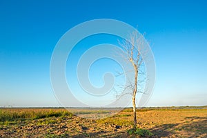 Dead tree with beautiful sky background
