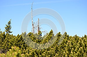 Dead tree behind conifers