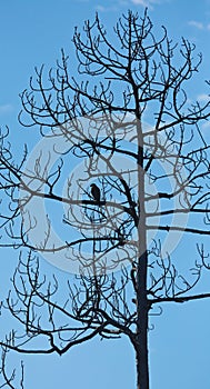 Dead tree, bird, silhouette blue sky