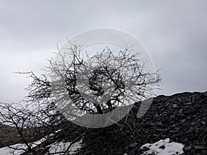 Dead tree on the black hill