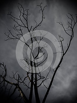 Dead tree On a black sky background.