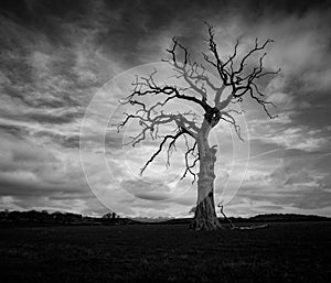 Dead tree in black and white dark clouds in Much Wenlock Shropshire