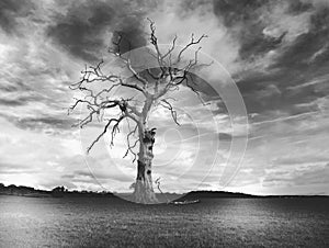 Dead tree in black and white dark cloudsi in Much Wenlock Shropshiren Much Wenlock Shropshire