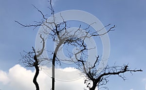 Dead tree and blue sky