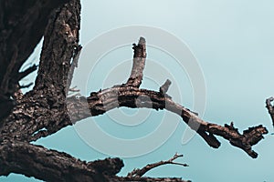 Dead tree on blue sky background, Dead branches of a tree.Dry tree branch.Part of single old and dead tree on blue sky background