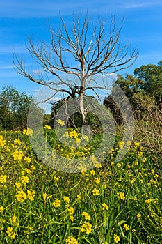 Dead tree with blue sky and grass