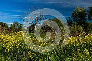 Dead tree with blue sky and grass