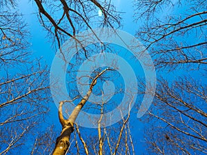 Dead tree with the blue sky, in nature landscape of winter meadow of Thailand.