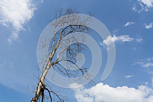 Dead tree with blue sky and white cloud