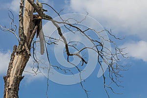 Dead tree with blue sky and white cloud