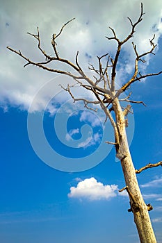 Dead tree in the blue sky white clouds