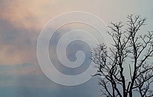 Dead tree on blue and white clouds on sunset sky background for a peaceful death. Despair and hopelessness. Sad of nature. Death