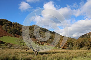 Dead tree in Borrowdale on sunny Autumn day