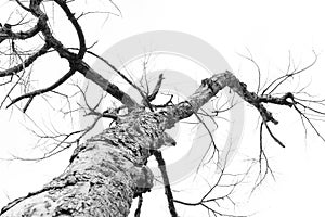 Dead tree branch