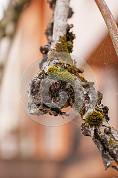 Dead tree branch covered with green moss
