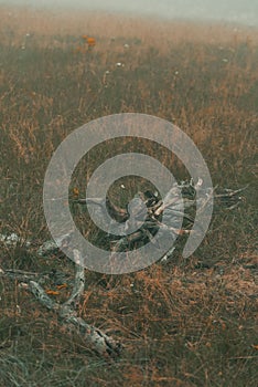 Dead tree branch in grassland meadow on foggy autumn day