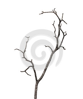 Dead tree branch isolated on white background