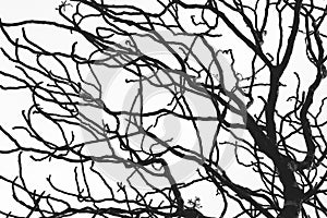 Dead tree and branch isolated on white background. Black branches of tree backdrop. Nature texture background. Tree branch for