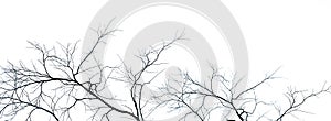 Dead tree and branch isolated on white background. Black branches of tree backdrop. Nature texture background. Tree branch