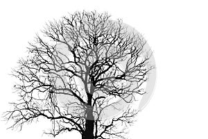 Dead tree and branch isolated on white background. Black branches of tree backdrop. Nature texture background. Tree branch